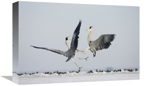 Global Gallery GCS-452603-1218-142 12 x 18 in. Grey Heron Pair Fightin