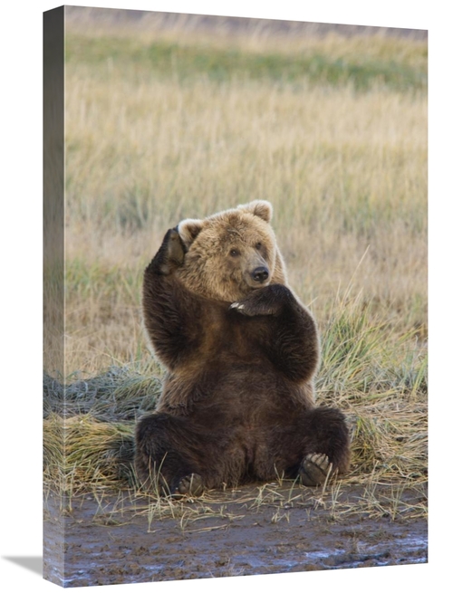 Global Gallery GCS-395426-1624-142 16 x 24 in. Grizzly Bear Scratching