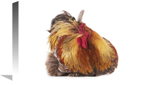 Global Gallery GCS-397521-1218-142 12 x 18 in. Domestic Chicken, P