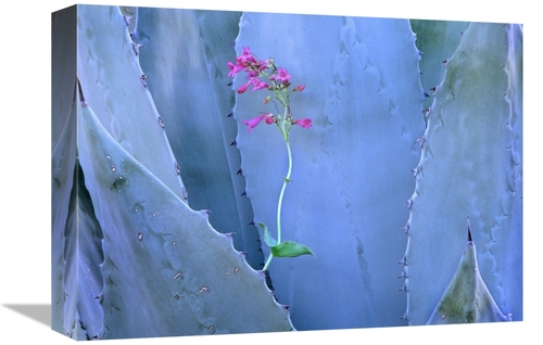 Global Gallery GCS-396352-1216-142 12 x 16 in. Agave & Parrys Penstemo