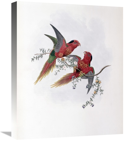 Global Gallery GCS-277777-22-142 22 in. Pectoral Lorikeet Art Print - 