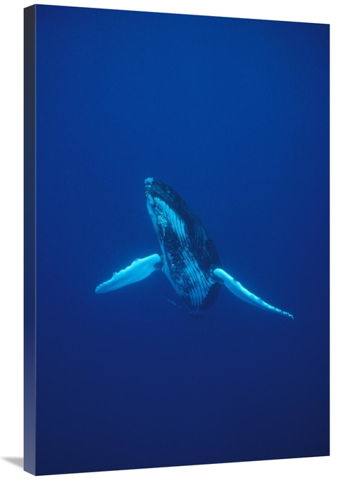 Global Gallery GCS-450585-2436-142 24 x 36 in. Humpback Whale Underwat