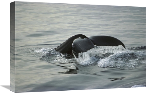 Global Gallery GCS-451711-1624-142 16 x 24 in. Humpback Whale Tail&#44