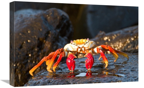 Global Gallery GCS-397342-1624-142 16 x 24 in. Sally Lightfoot Crab&#4