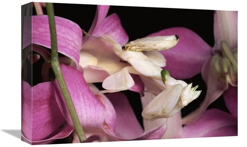 Global Gallery GCS-397234-1218-142 12 x 18 in. Orchid Mantis & Orchid 