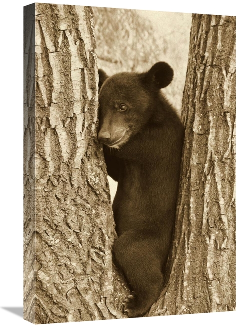 Global Gallery GCS-397485-1624-142 16 x 24 in. Asiatic Black Bear Four