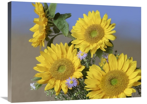 Global Gallery GCS-452237-2432-142 24 x 32 in. Common Sunflower & Aste