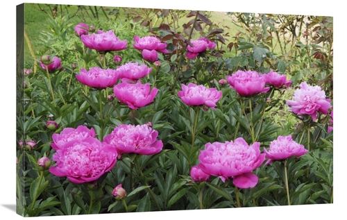 Global Gallery GCS-398320-2436-142 24 x 36 in. Peony Flowers Art Print