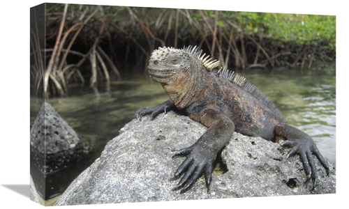 Global Gallery GCS-451315-1218-142 12 x 18 in. Marine Iguana Clings to