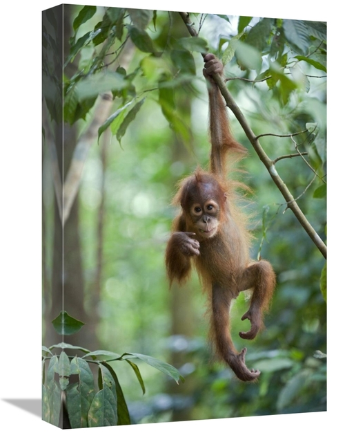 Global Gallery GCS-395877-1218-142 12 x 18 in. Sumatran Orangutan One 