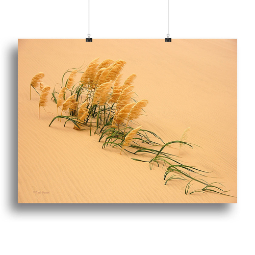 Pampas Grass In Sand Dune Canvas Print or Poster
