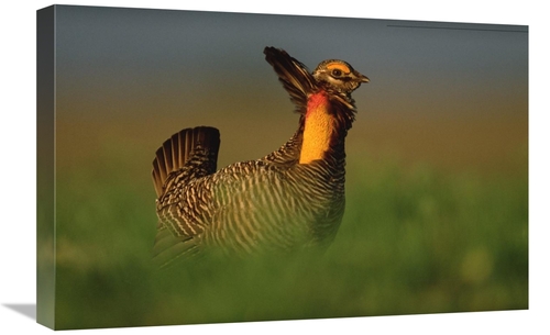 Global Gallery GCS-396750-1624-142 16 x 24 in. Greater Prairie Chicken