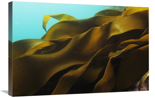 Global Gallery GCS-397700-2030-142 20 x 30 in. Ribbon Kelp, Antarc