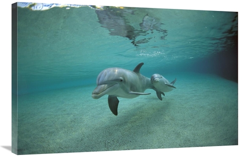 Global Gallery GCS-450666-2436-142 24 x 36 in. Bottlenose Dolphin Unde