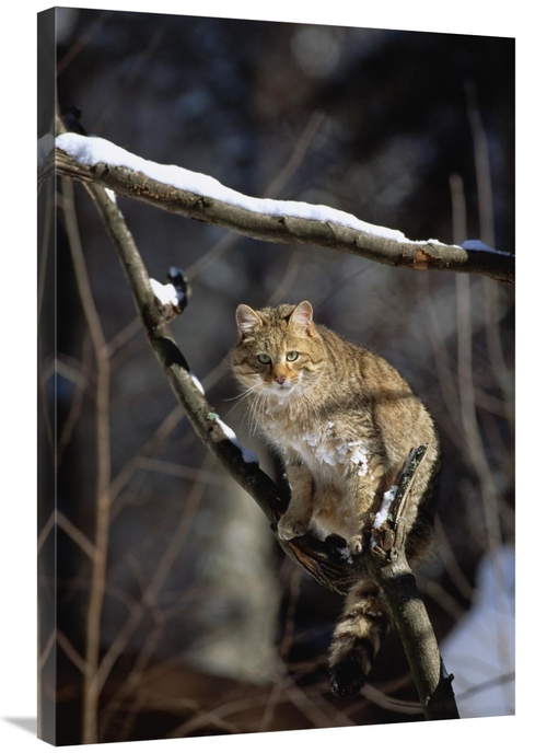 Global Gallery GCS-452717-2436-142 24 x 36 in. Wild Cat on Tree Branch