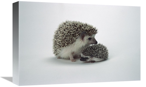 Global Gallery GCS-450850-1218-142 12 x 18 in. African Hedgehog Baby &