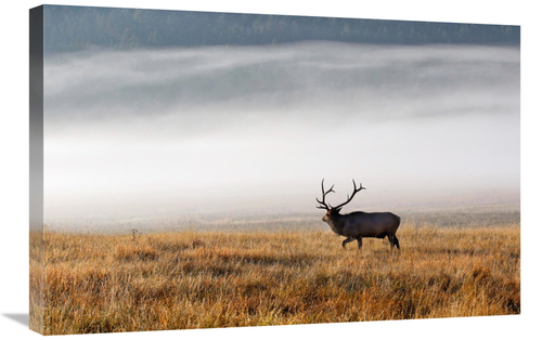 Global Gallery GCS-486453-30-142 30 in. Foggy Morning Art Print - Vic 