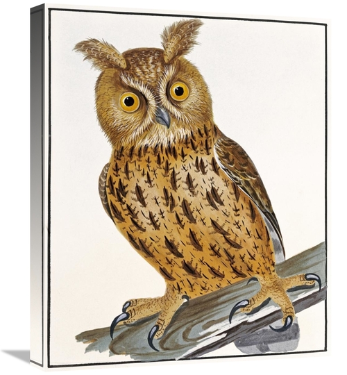Global Gallery GCS-268247-22-142 22 in. Owl Art Print - William Lewin