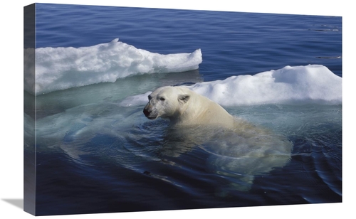 Global Gallery GCS-450969-1624-142 16 x 24 in. Polar Bear Swimming,