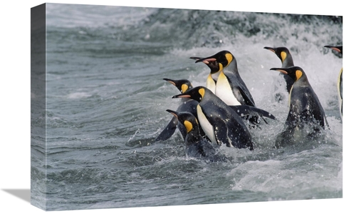 Global Gallery GCS-452412-1218-142 12 x 18 in. King Penguin Group Ente