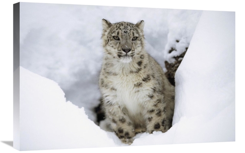 Global Gallery GCS-396344-2030-142 20 x 30 in. Snow Leopard Adult Port