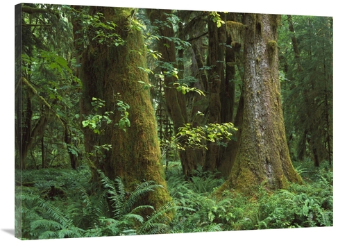 Global Gallery GCS-397180-3040-142 30 x 40 in. Moss-Covered Trees & De