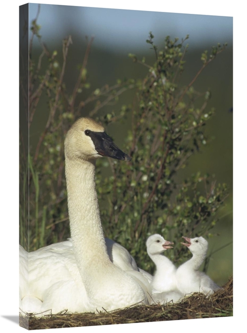 Global Gallery GCS-451885-2030-142 20 x 30 in. Trumpeter Swan Parent &