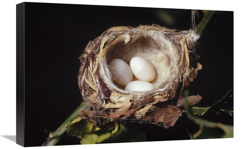 Global Gallery GCS-452860-1624-142 16 x 24 in. Magnificent Hummingbird