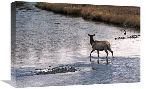 Global Gallery GCS-486520-22-142 22 in. Cow Elk Crossing Art Print - V