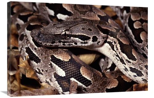 Global Gallery GCS-397233-2436-142 24 x 36 in. Madagascar Ground Boa M