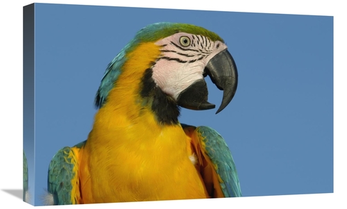 Global Gallery GCS-397936-1624-142 16 x 24 in. Blue & Yellow Macaw Por