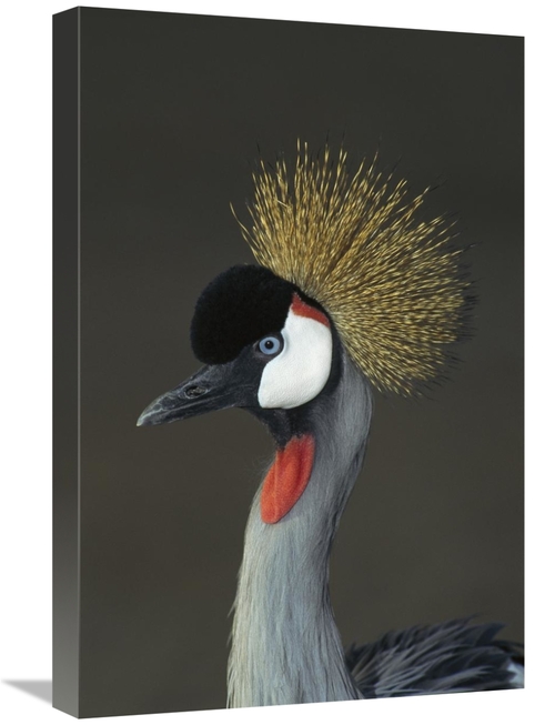 Global Gallery GCS-450822-1624-142 16 x 24 in. Grey Crowned Crane Port