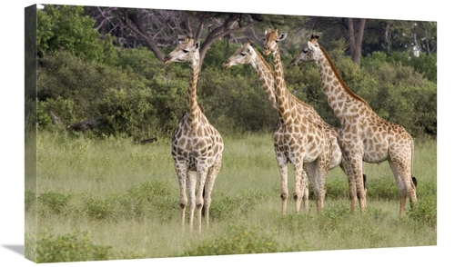 Global Gallery GCS-395399-30-142 30 in. Giraffe Group, Linyanti Ri