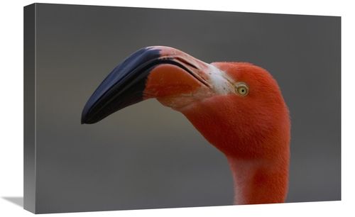 Global Gallery GCS-450896-1624-142 16 x 24 in. Greater Flamingo Portra