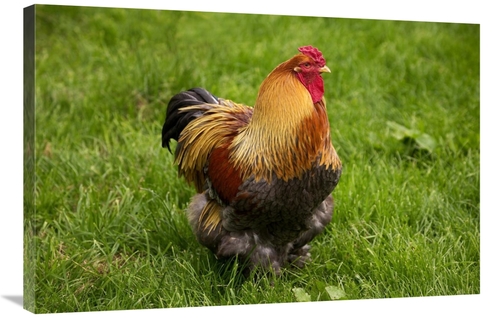 Global Gallery GCS-397527-2436-142 24 x 36 in. Domestic Chicken, P