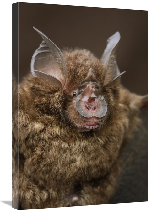 Global Gallery GCS-397574-2030-142 20 x 30 in. Bornean Horseshoe Bat&#