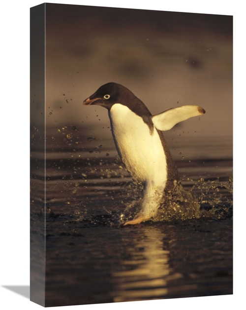 Global Gallery GCS-451260-1218-142 12 x 18 in. Adelie Penguin Commutin