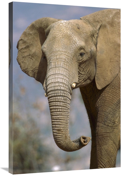 Global Gallery GCS-450844-2436-142 24 x 36 in. African Elephant Portra