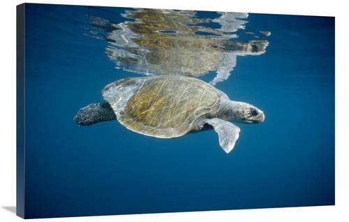 Global Gallery GCS-395638-2436-142 24 x 36 in. Olive Ridley Sea Turtle