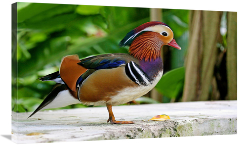 Global Gallery GCS-486592-36-142 36 in. Mandarin Duck Art Print - Vic 