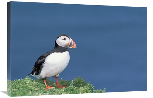 Global Gallery GCS-451570-2436-142 24 x 36 in. Atlantic Puffin Showing