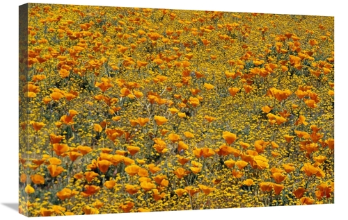 Global Gallery GCS-396266-2030-142 20 x 30 in. California Poppies & Go