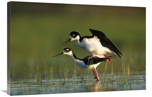 Global Gallery GCS-396263-2436-142 24 x 36 in. Black-Necked Stilt Coup