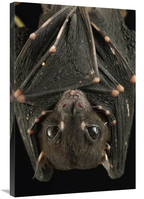 Global Gallery GCS-397578-2436-142 24 x 36 in. Spotted-Winged Fruit Ba