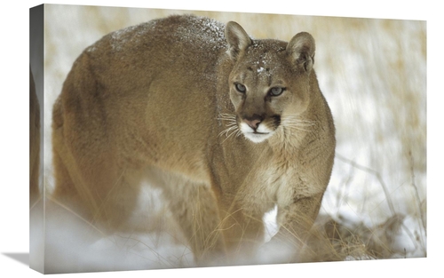 Global Gallery GCS-451952-1624-142 16 x 24 in. Mountain Lion Portrait 