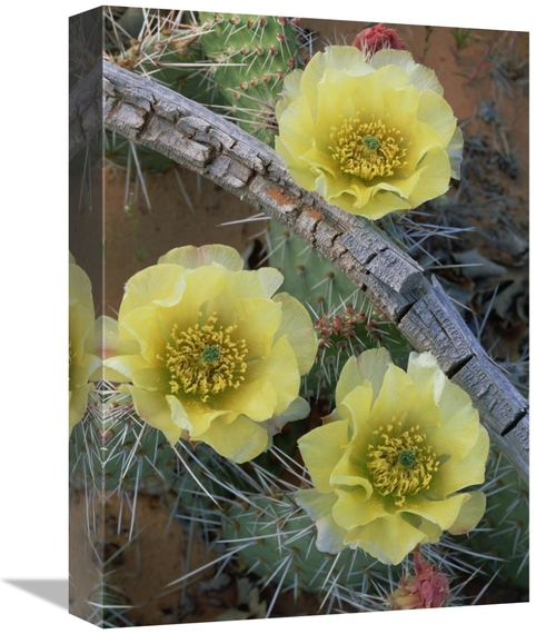 Global Gallery GCS-396210-1216-142 12 x 16 in. Plains Pricklypear Arch