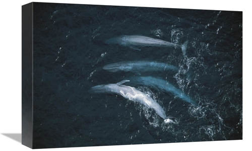 Global Gallery GCS-450558-1218-142 12 x 18 in. Blue Whale Pod Surfacin