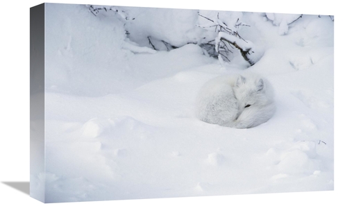 12 x 18 in. Arctic Fox Curled Up in the Snow, Churchill, Manit