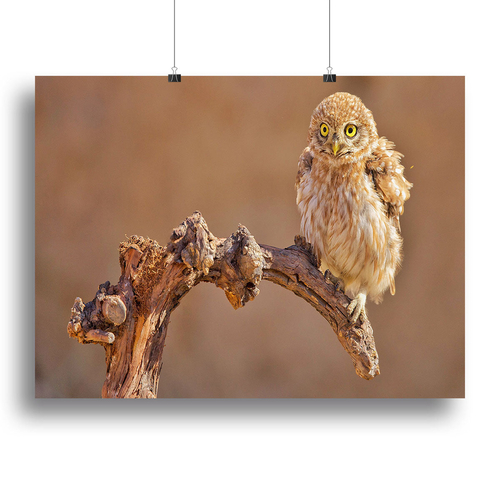 Little Owl On A Branch Canvas Print or Poster