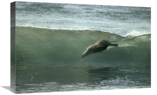 Global Gallery GCS-451087-1624-142 16 x 24 in. Galapagos Sea Lion Body